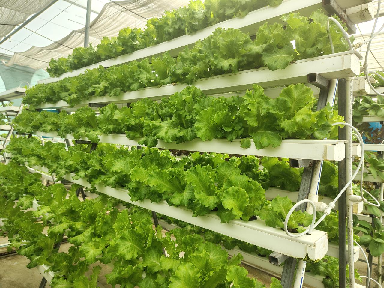 Hydroponics farming